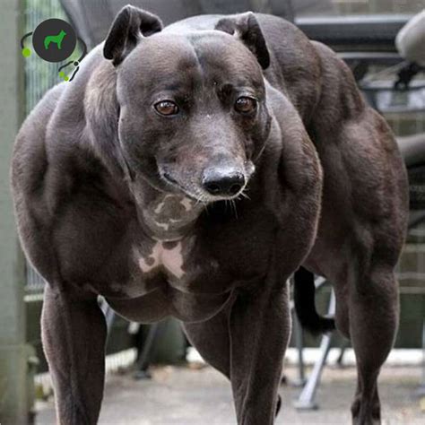 dog with myostatin deficiency|Bully Whippet Syndrome: Unraveling the Genetics Behind the .